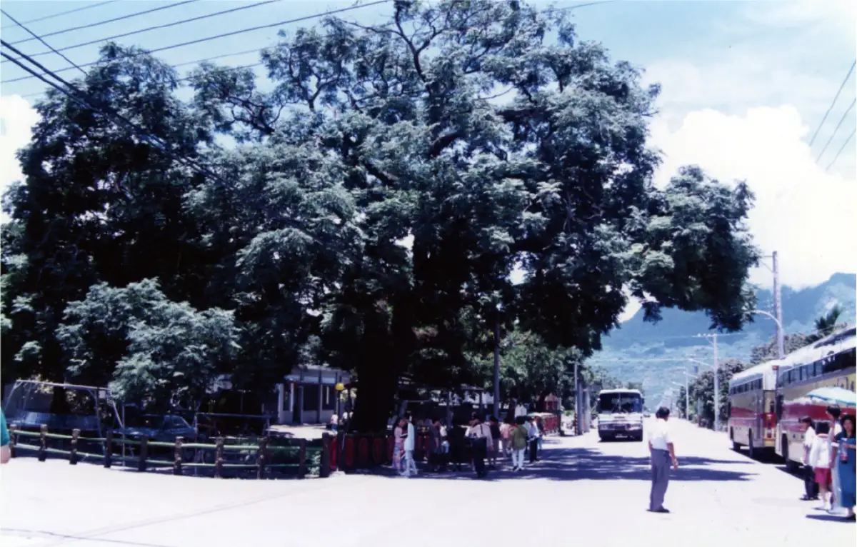 鹿野王母廟苦楝樹